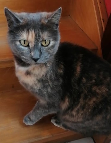 olive, chat perdu 