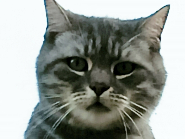 chat_noir_2.jpg