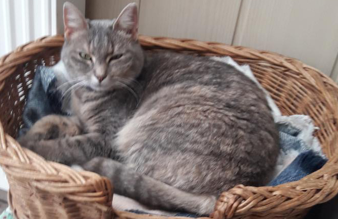 chat perdu