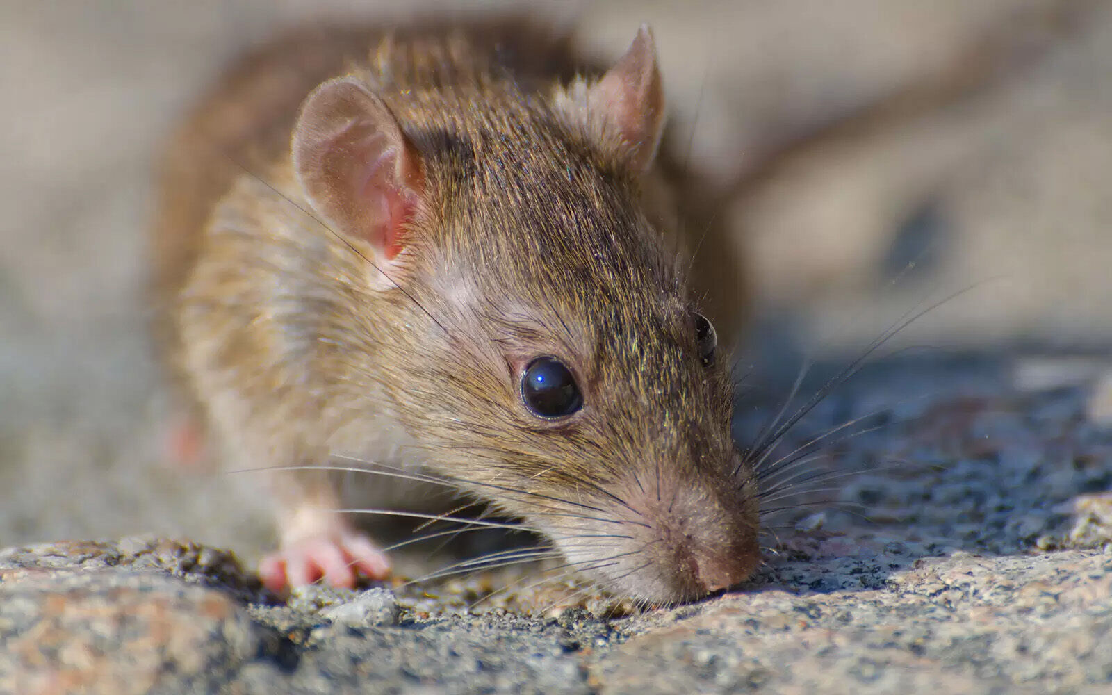 rats musqués
