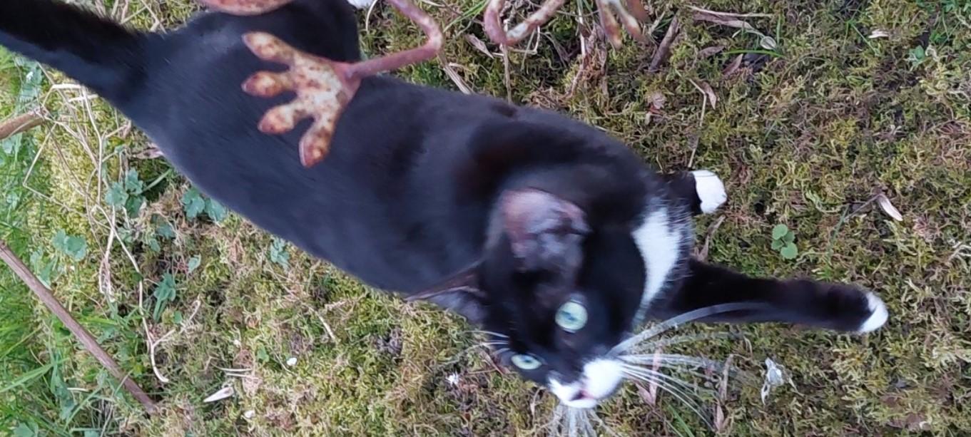chat