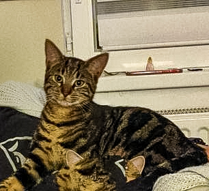 chat_noir_2.jpg