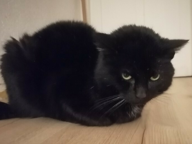 chat