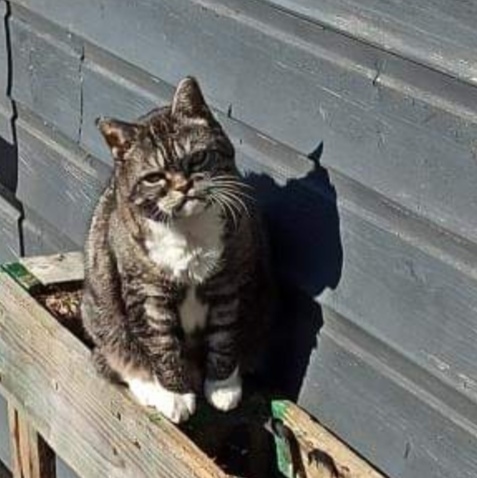 chat_noir_2.jpg