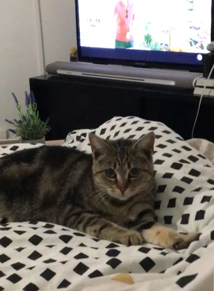chat femelle lucie bis 59ef9