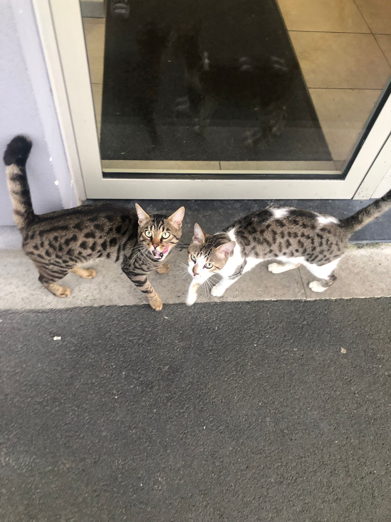 chats